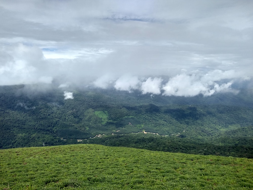 A cardamom plantation in Coorg