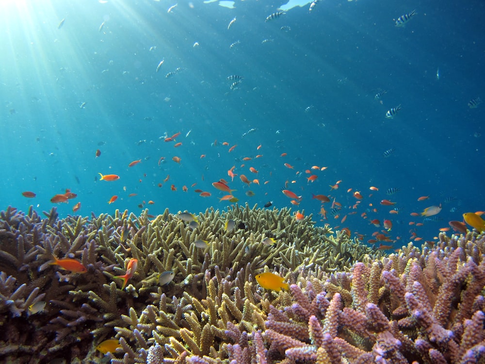 Snorkeling with reef sharks in the Andaman Islands