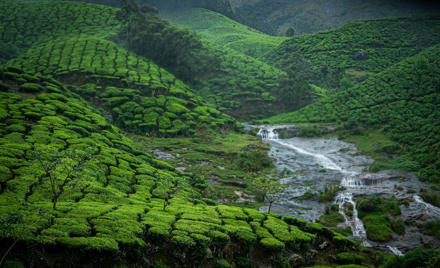 The green tea-slope hills and streams of Munnar in the Western Ghats