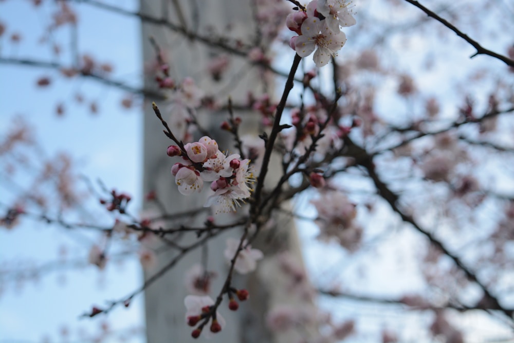 Cherry blossoms in Shillong