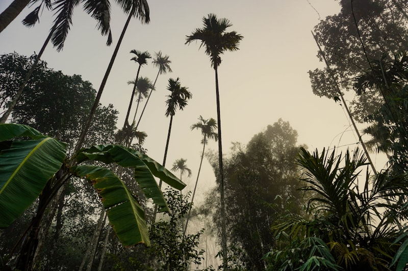 Areca palms and banana leaves in morning mist