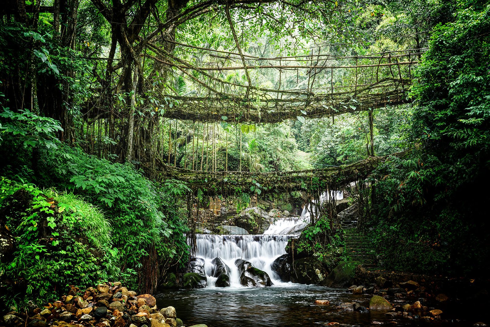 A living root bridge spanning a forest stream in Meghalaya