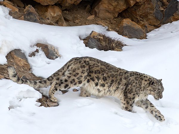 A snow leopard crossing snow below rock cliffs
