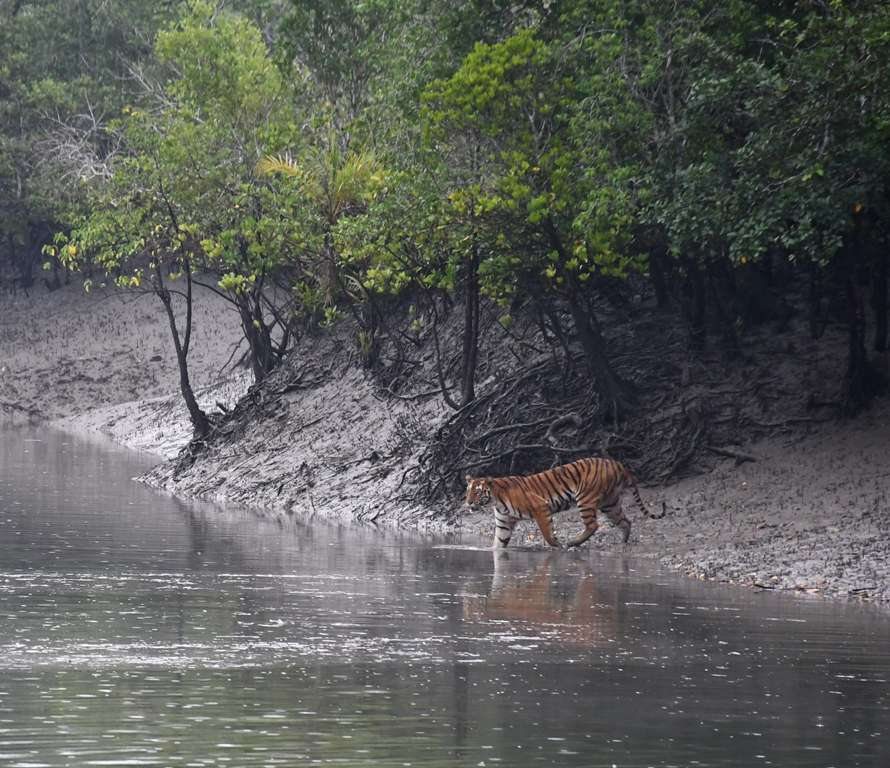 A tiger at the water's edge in the Sundarbans mangroves