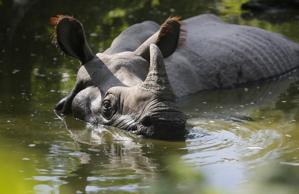 A one-horned rhino wallowing in a Kaziranga pool