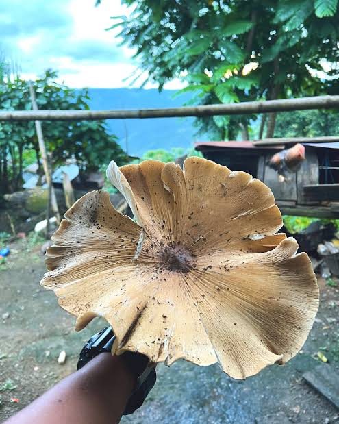 A large wild mushroom held up after foraging in the Meghalaya hills