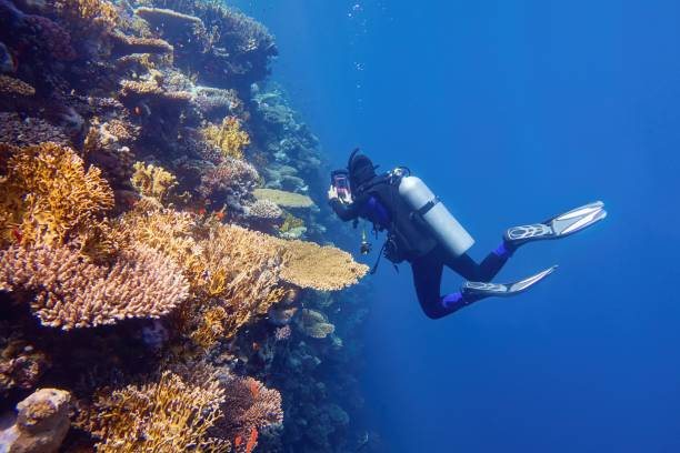 A scuba diver finning above a coral wall