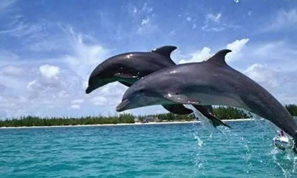 Dolphins leaping clear of the water