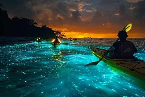 Kayakers on glowing bioluminescent water at dusk