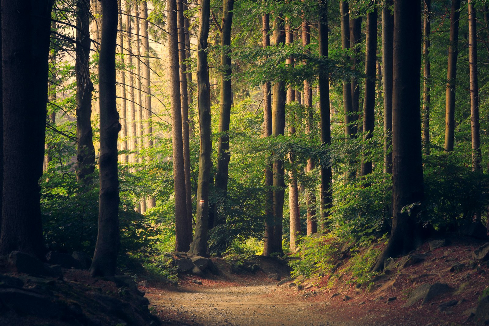 A sunlit track running into tall mixed woodland, light falling through the trunks.